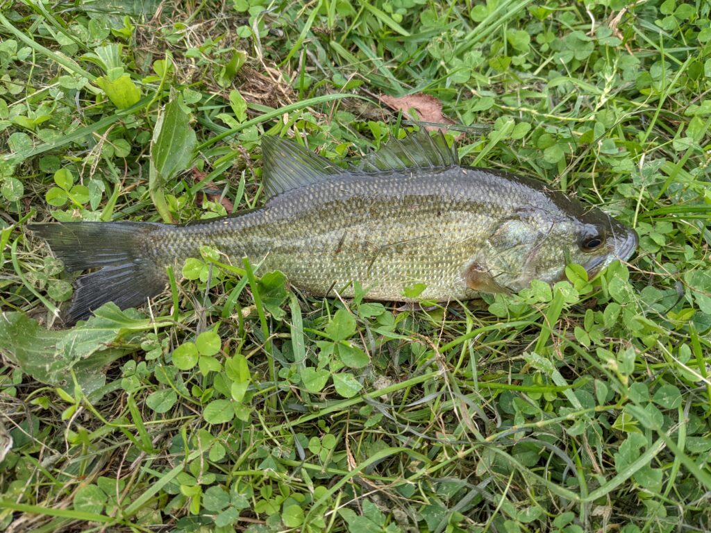 Bass from Redd's Pond